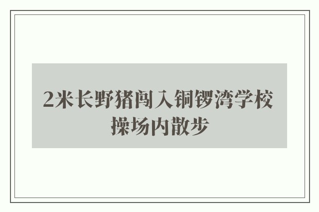 2米长野猪闯入铜锣湾学校 操场内散步